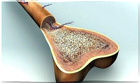 cells in bone