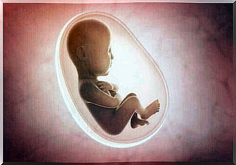 animation of fetus