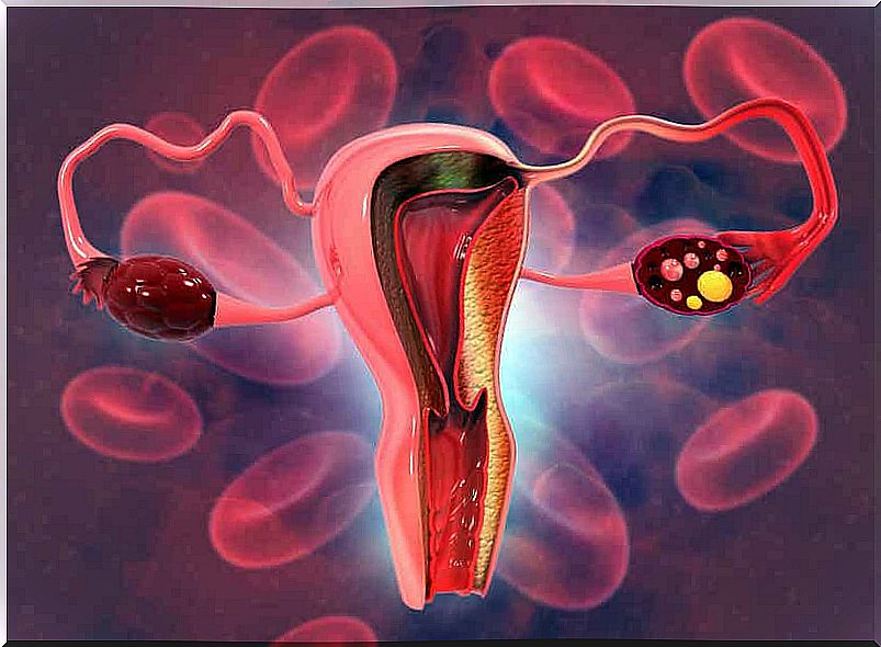 Illustration of ovulation