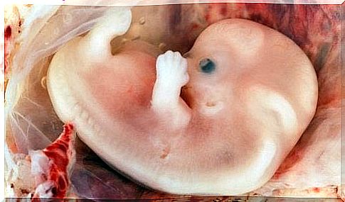 A baby's development in the womb